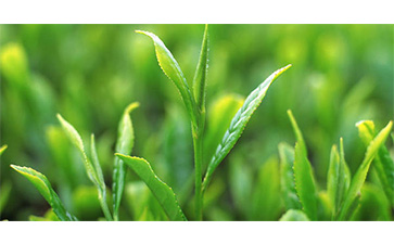 茶葉質(zhì)量追溯管理系統(tǒng)可以實(shí)現(xiàn)哪些功能？具有哪些優(yōu)點(diǎn)？