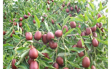 農(nóng)產(chǎn)品為什么要做防偽溯源？